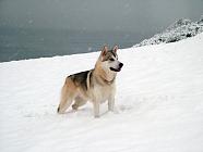 Seekoo in the snow 2004