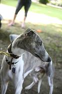 Jack - the world's best (and most spoiled) whippet