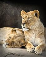 Lionesses - Portland Zoo