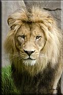 Male Lion 1a