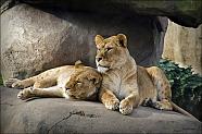 Lions - Portland Zoo