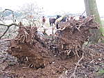 Click image for larger version

Name:	tree down 007.jpg
Views:	93
Size:	78.0 KB
ID:	1147