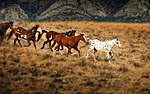 Click image for larger version

Name:	Wild-horses-in-Wyoming-flicka-and-the-saddle-club-30420520-1920-1200.jpg
Views:	102
Size:	52.3 KB
ID:	11715