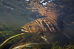 Click image for larger version

Name:	underwater-brownie-2.jpg
Views:	29
Size:	46.4 KB
ID:	13146