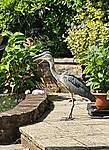 Click image for larger version

Name:	Heron 1.jpg
Views:	66
Size:	97.1 KB
ID:	13422