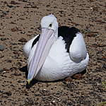 Click image for larger version

Name:	Pelican.jpg
Views:	147
Size:	77.9 KB
ID:	13879