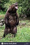Click image for larger version

Name:	standing-grizzly-P4RFXE.jpg
Views:	188
Size:	98.7 KB
ID:	14085