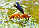 Click image for larger version

Name:	PaperWasp.jpg
Views:	208
Size:	72.2 KB
ID:	16191