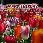 Click image for larger version

Name:	Happy-Tuesday-Good-Morning-Wish-600x586.jpg
Views:	47
Size:	83.8 KB
ID:	3333