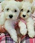 Click image for larger version

Name:	la-chon-puppys-bichon-frise-lhasa-apso-cross-55127b7a3bd98 (2) - Copy.jpg
Views:	99
Size:	42.7 KB
ID:	3980