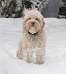 Click image for larger version

Name:	Alfie in the snow January 2013.jpg
Views:	86
Size:	35.0 KB
ID:	43