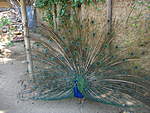Click image for larger version

Name:	peacock.jpg
Views:	50
Size:	66.2 KB
ID:	6491