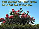 Click image for larger version

Name:	Roses & blue sky 2 500.jpg
Views:	37
Size:	73.5 KB
ID:	8193