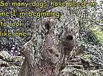 Click image for larger version

Name:	wentworth monster tree 6.jpg
Views:	67
Size:	69.9 KB
ID:	8224