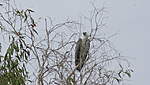 Click image for larger version

Name:	Sea Eagle.JPG
Views:	65
Size:	86.8 KB
ID:	887