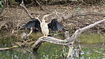 Click image for larger version

Name:	Darter drying its wings.jpg
Views:	66
Size:	53.2 KB
ID:	888