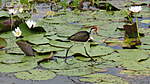 Click image for larger version

Name:	Walking on Lily Pads.JPG
Views:	73
Size:	97.4 KB
ID:	889