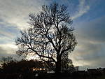 Click image for larger version

Name:	TREE SILHOUETTE FOUR.jpg
Views:	100
Size:	58.1 KB
ID:	8731