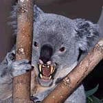 Click image for larger version

Name:	drop-bear.jpg
Views:	60
Size:	71.3 KB
ID:	2643