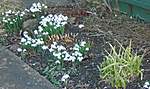Click image for larger version

Name:	SNOWDROP BORDER.jpg
Views:	57
Size:	54.8 KB
ID:	8744