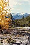 Click image for larger version

Name:	AUTUMN IN ROCKIES[1707793].jpg
Views:	70
Size:	83.2 KB
ID:	8902