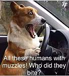Click image for larger version

Name:	HUMANS WITH MUZZLES.jpg
Views:	175
Size:	53.3 KB
ID:	14727