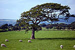 Click image for larger version

Name:	Lone Tree over50.jpg
Views:	252
Size:	63.3 KB
ID:	5077