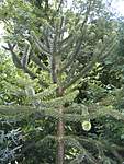 Click image for larger version

Name:	Monkey puzzle.jpg
Views:	80
Size:	32.4 KB
ID:	5082
