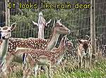 Click image for larger version

Name:	Rain dear..jpg
Views:	66
Size:	48.3 KB
ID:	8222