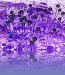 Click image for larger version

Name:	Purple reflections.JPG
Views:	59
Size:	90.6 KB
ID:	98