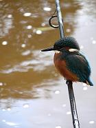 Resting Kingfisher