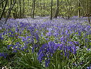 Bluebells in Blakes Wood   geograph org uk   314771