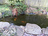 Pond 1