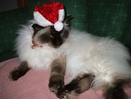 SANTA CLAWS IS WAITING FOR PRESSIES!!!!