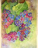 SAM 0474 
 
Grapes  
Chinese Brush Painting