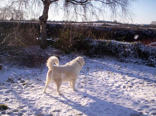 January 2010 White dog in Snow