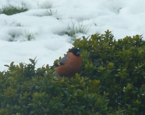 Bullfinch in February