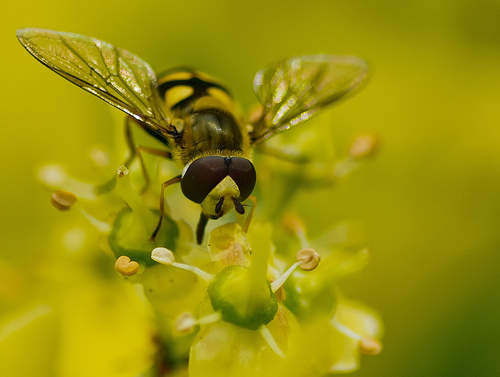 hoverfly