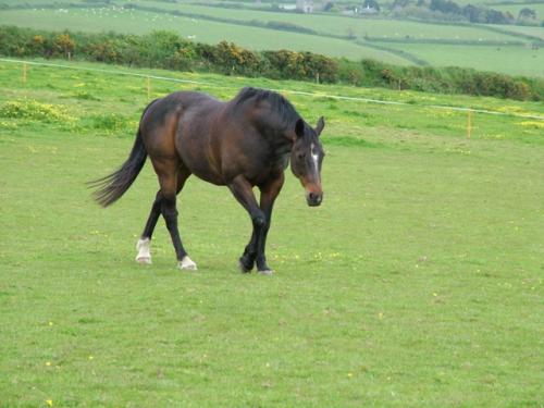 Big Al in the field